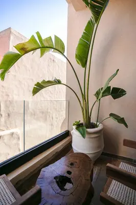 a potted plant sitting on a table next to a window at The Pleasant Stay - Hivernage Marrakech in Marrakech