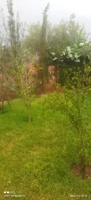 a field of green grass with trees in the background at Jolie petite villa in Marrakech