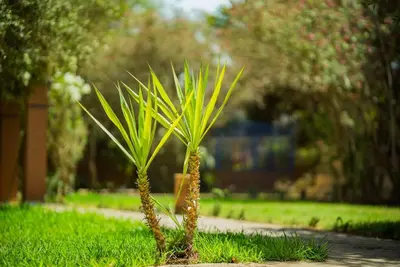 a couple of palm trees in the grass at Villa Provence - Pool and Private Garden in Marrakech