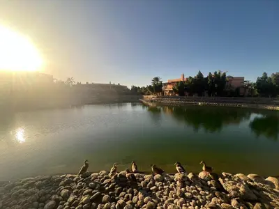 a group of birds sitting on the rocks by the water at La perle de la palmeraie in Marrakech