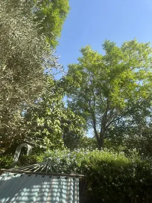 a roof of a house with trees in the background at Pure havre de paix à Marrakech in Marrakech
