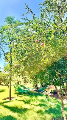 a green bench sitting in the grass next to a tree at Palmeraie 1BR Appart with Garden, Pools and Tennis in Marrakech