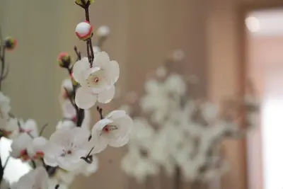 a bunch of white flowers on a branch at Villa Lily in Tameslouht