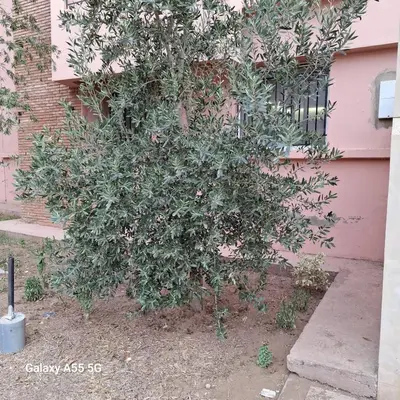 a tree in front of a pink house at Appartement Marrakech in Marrakech