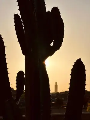 a cactus with the sunset in the background at Dar Chiba Medina in Marrakech