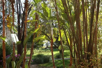 a group of bamboo trees in a park at La Vie En Rose - Horses & Dogs House in Marrakech