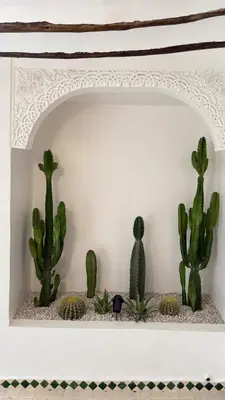 a shelf with cactuses on a wall at Riad de charme privatisé au cœur de la médina in Marrakech