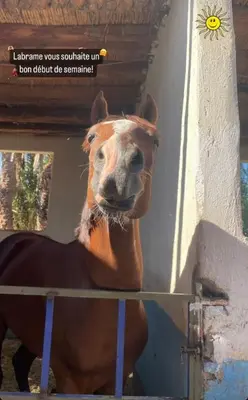 a horse is standing next to a wall at Modern Apt 10min Airport Balcony & Wi-Fi in Marrakech