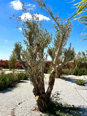 a small tree in the middle of a gravel field at Villa l'odyssée in Marrakech
