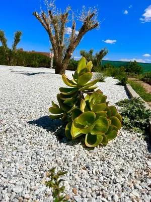 a succulent plant sitting on a pile of rocks at Villa l'odyssée in Marrakech
