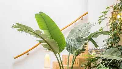 a group of plants in a room next to a wall at Riad Lalla Sofia à 200m des tombeaux Saadiens in Marrakech