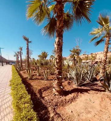 a row of palm trees next to a sidewalk at Marrakech Menara in Marrakech