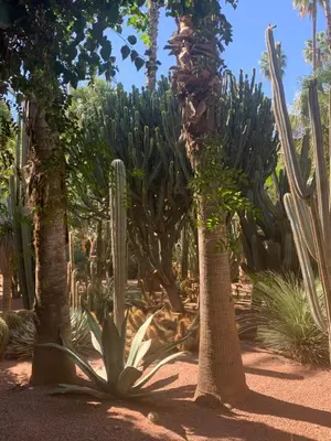 a group of cacti and plants in a garden at Résidence avec piscine &salle de sport a la palmeraie À 10minutes du Madina Marrakech in Marrakech