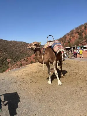 a camel standing on the side of a road at Riad traditionnel Kham's centre Marrakech in Marrakech