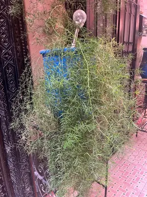 a planter full of grass next to a building at Riad traditionnel Kham's centre Marrakech in Marrakech
