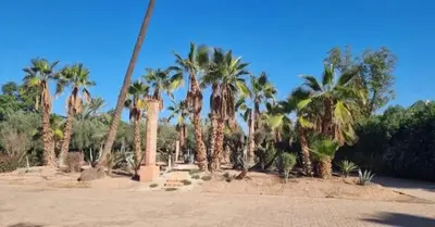 a group of palm trees in a park with a road at Palmeraie Garden Luxury Appartement Family Only in Marrakech