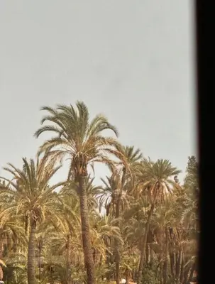 a group of palm trees against a cloudy sky at Résidence Caricia - WiFi, Piscine, Parking, Gardien h24 in Marrakech