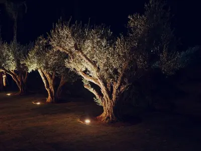 three trees with lights in a field at night at LA VILLA 58 - Ecolodge - Marrakech in Marrakech