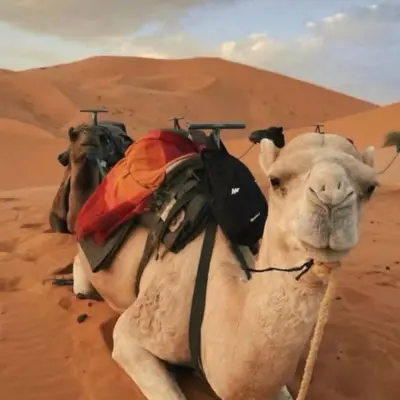 a camel with a pack on its back in the desert at Yassen luxury camp in Marrakech