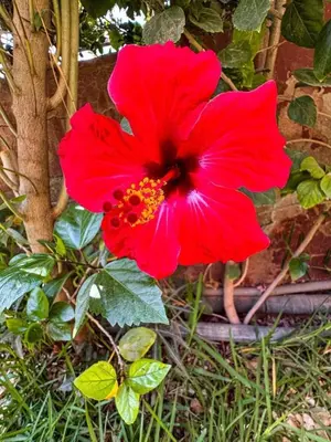 a red flower in front of a building at Appartement de luxe Marrakech - Targa in Marrakech