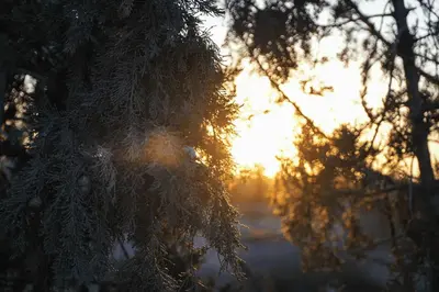 a view of the sun through the branches of a tree at Berber House Authentic Moroccan Farm Stay in El Rhechat