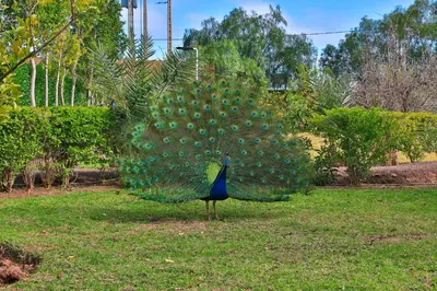 a peacock is standing in the grass with its tail at Ferme dhôte Sidi Safou Cabane en bois Marrakech in Marrakech