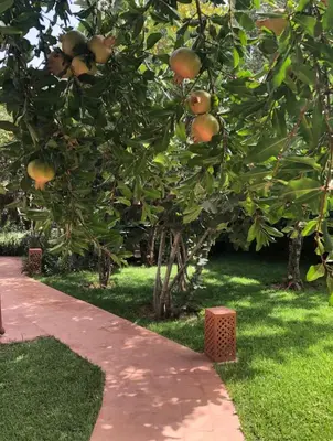 an apple tree with oranges on it next to a sidewalk at Villa MyMa in Marrakech
