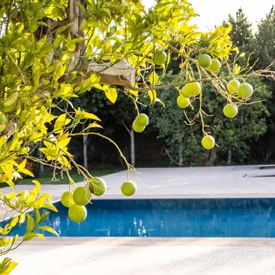 a tree with green fruit next to a swimming pool at Villa Yemna - Villa signature Paddle Marrakech in Segraga