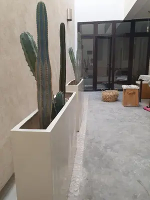 a group of cactus plants in a white planter at Riad Yara Farah in Marrakech