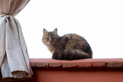 a cat sitting on the ledge of a window at Riad Allal in Marrakech