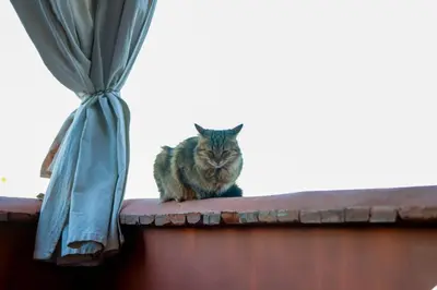 a cat sitting on top of a roof at Riad Allal in Marrakech