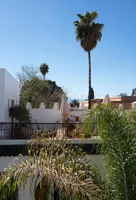 a palm tree and a pool with umbrellas at Riad Sashema in Marrakech