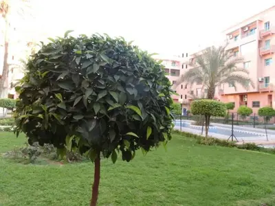 a small tree in a field of green grass at Apartment Twins 12 in Marrakech