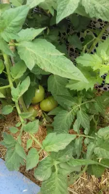 a plant with green tomatoes growing in the ground at Studio meublé proche du centre ville in Marrakech