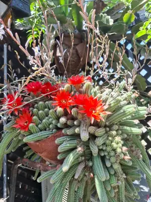 a succulent plant with red flowers in a pot at Riad Dar Oulhoum in Marrakech