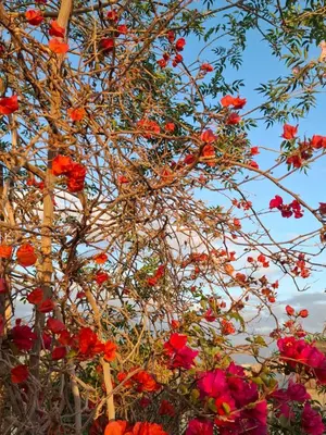 a tree with red flowers on it at Riad Dar Oulhoum in Marrakech
