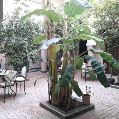 a plant in a courtyard with chairs and tables at Riad Tidar by Phoenix in Marrakech