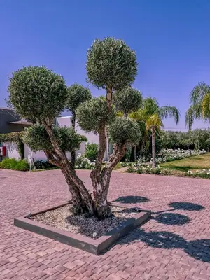 a tree sitting on a brick walkway in a park at Villa Jardins D'Isa in Marrakech