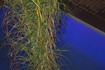 a close up of the top of a plant at Riad Dar Moulay Ali in Marrakech