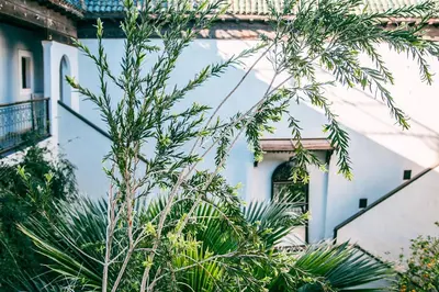 a tree in front of a white building at Riad Le Rihani in Marrakech