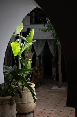 a plant in a large pot in a courtyard at Riad Ajmal in Marrakech