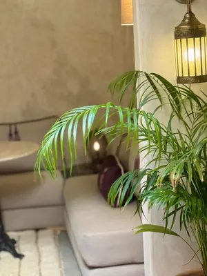 a green plant sitting on a couch next to a sink at Riad Dar More in Marrakech