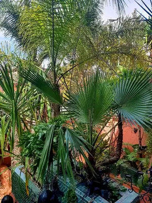 a group of palm trees in a garden at Villa Amira & Spa in Marrakech