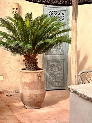 a plant in a large pot in front of a door at Riad Hadika Maria in Marrakech