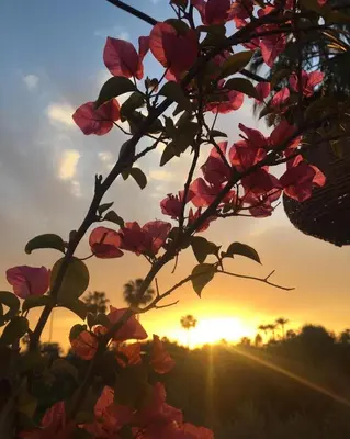 a plant with pink flowers in front of a sunset at Riad Elli Marrakech in Marrakech