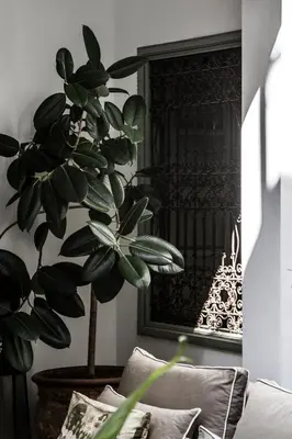 a plant sitting next to a couch in front of a mirror at Riad Danka in Marrakech