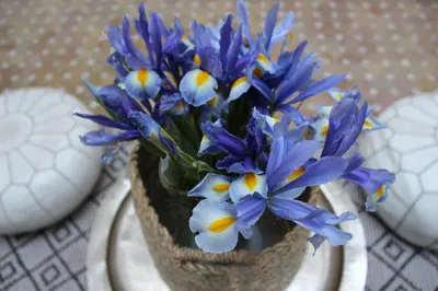 a vase filled with blue and white flowers on a table at Riad El Arco ROOFTOP POOL & Spa in Marrakech