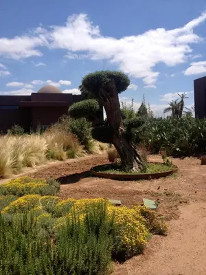 a bonsai tree in the middle of a garden at Fellah Hotel in Marrakech