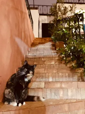 a black and white cat sitting on a set of stairs at Riad Rockech in Marrakech