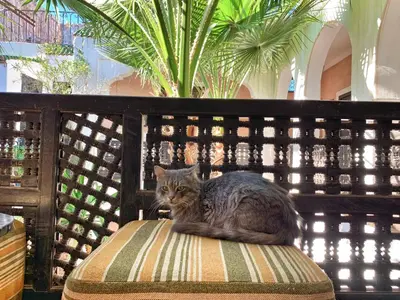 a cat sitting on top of a bench at Riad Rockech in Marrakech